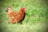 colorful hen on green meadow