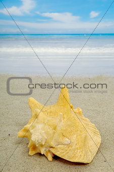 Conch on beach