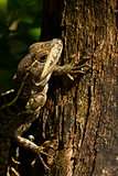 tree lizard