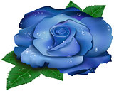 beautiful blue rose