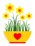 daffodils in pot