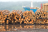 Logging Shipyard