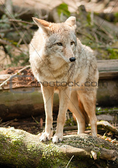 Wild Animal Coyote Stands On Stump Looking For Prey