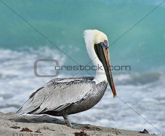 Brown Pelican 