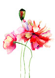 Stylized Poppy flowers illustration 