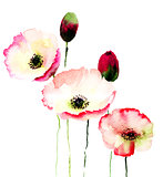 Stylized Poppy flowers illustration 