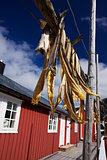 Dried stockfish on Lofoten