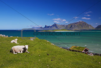 Sheep farm on Lofoten