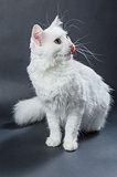 White angora cat 01