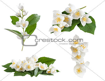 Set of jasmine flowers