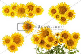 Sunflower bushes and flower