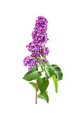 Purple lilac isolated