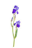 Iris flower 02
