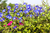Blue Morning Glory flower in nature