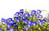 Blue Morning Glory flower on white