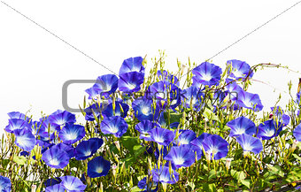 Blue Morning Glory flower on white