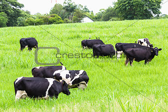 Cows on the pasture 