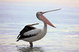 Australian Pelican  Pelecanus conspicillatus