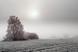 sunny frozen misty landscape