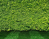 Green leaves wall and grass