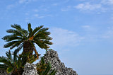 Okinawan Palm tree