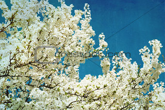 spring flowering tree on blue textured sky