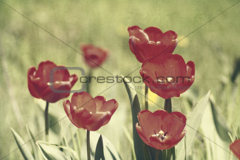 Red tulips, textured paper background