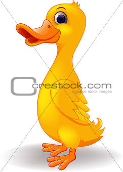 Funny duck cartoon