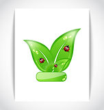 Green eco leaves with ladybugs on the white paper
