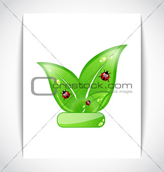 Green eco leaves with ladybugs on the white paper