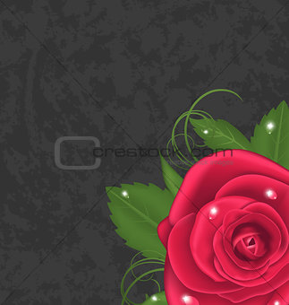 Beautiful rose isolated on grunge background