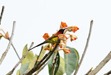 male Mrs.Gould's Sunbird (Aethopyga gouldiae)