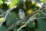 male Red-flanked Bluetail (Tarsiger cyanurus)
