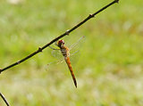 Yellow dragonfly