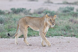 Lioness walking on the plains of Etosha