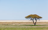 Tree in open field, Namibia