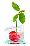 ripe cherries with green leaves frozen in ice cube