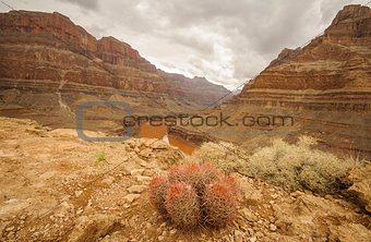 Grand Canyon cactus