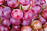 Bunch of red grape on white background