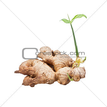 ginger with seedling isolated on white