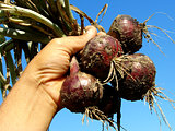red onions bunch