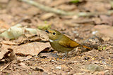 female Rufous-bellied Niltava (Niltava sundara)