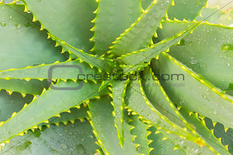 close up of growing aloe vera