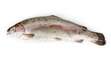 fresh whole trout fish