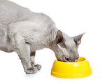 Peterbald Cat Eating