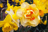 Daffodil (Narcissus plant)