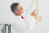 Male doctor holding skeleton model in office