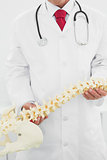 Mid section of a doctor holding skeleton model