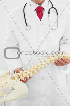 Mid section of a doctor holding skeleton model