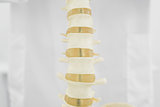 Spine isolated over white background